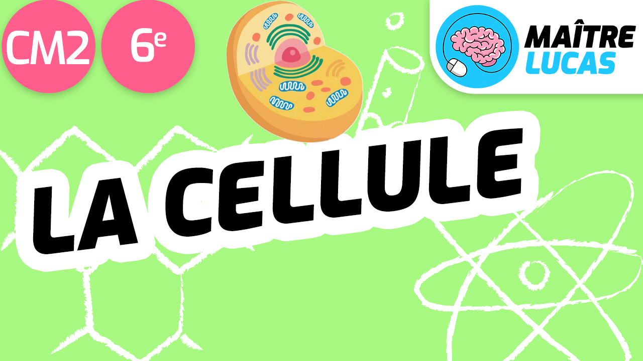 Leçon la cellule structure commune à tous les êtres vivants CM2