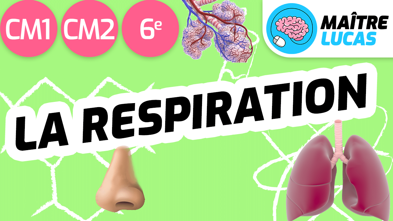 Leçon la respiration CM1 CM2